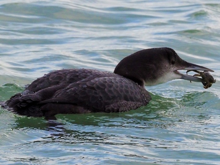 Great Northern Diver