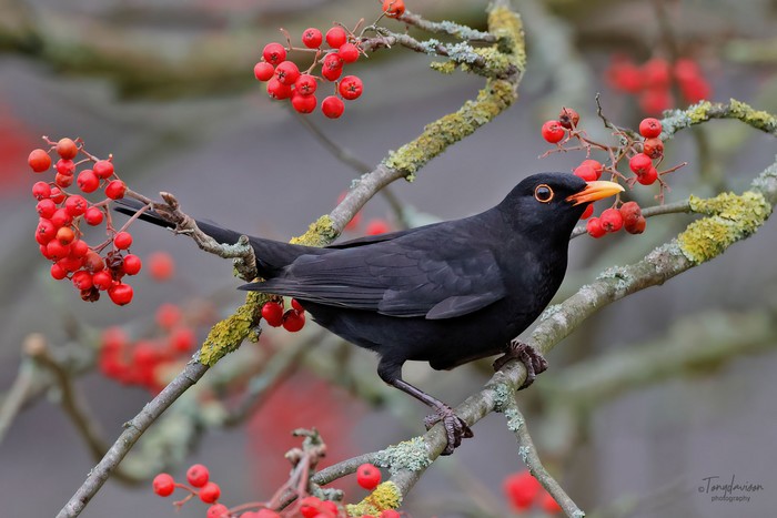 Blackbird