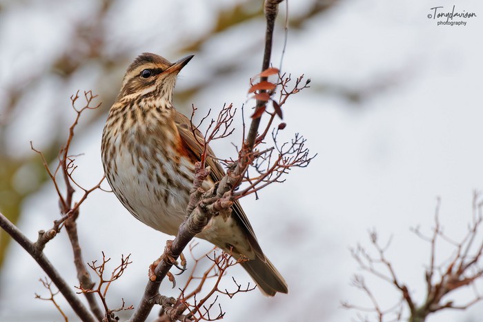 Redwing