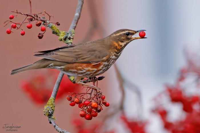 Redwing