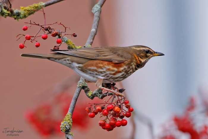 Redwing