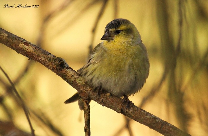 Siskin