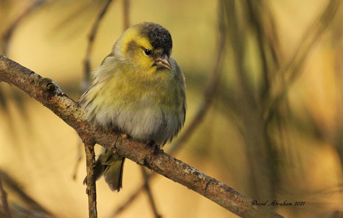 Siskin 
