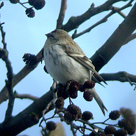 Coues's Arctic Redpoll