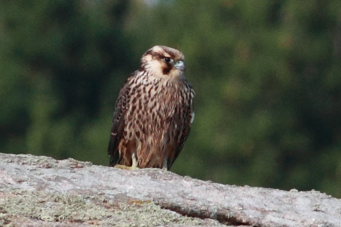 Peregrine