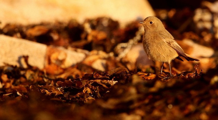 Black Redstart