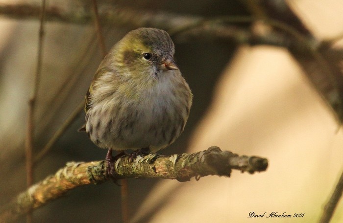 Siskin 