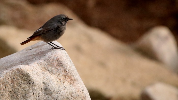 Black Redstart