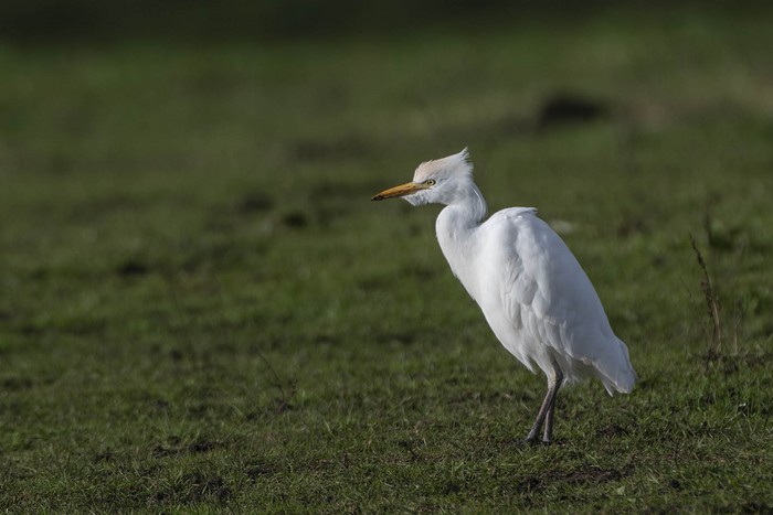 Cattle Egret