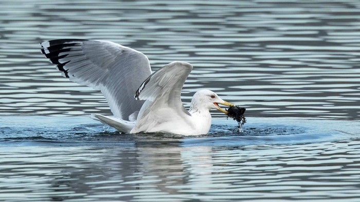 Caspian Gull