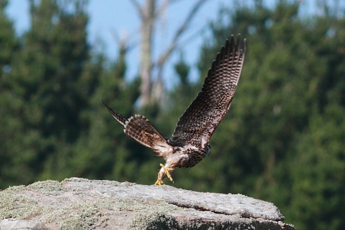 Peregrine