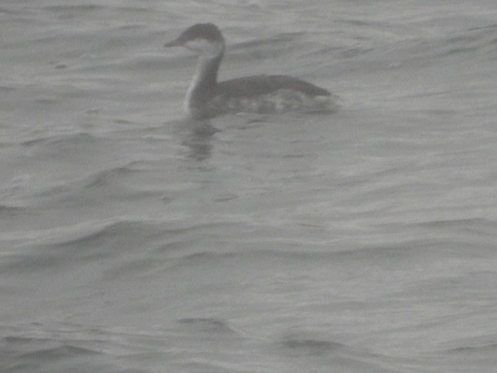 Slavonian Grebe