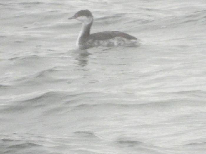 Slavonian Grebe