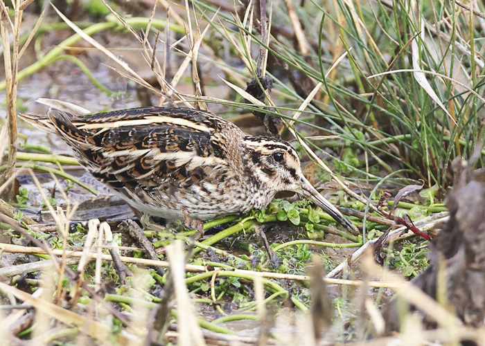 Jack Snipe