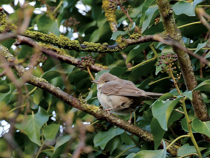 Barred Warbler