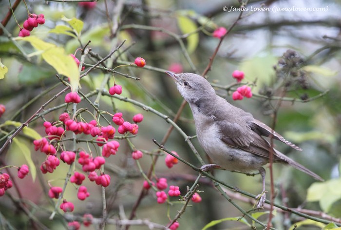 Barred Warbler