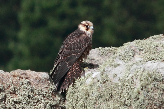 Peregrine