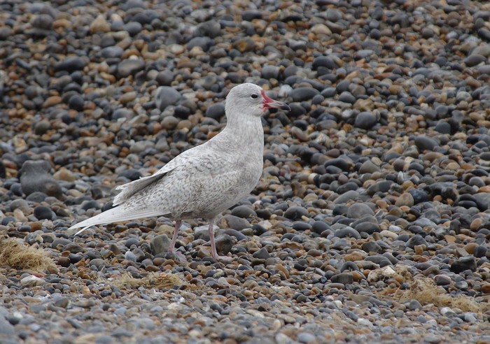 Iceland Gull