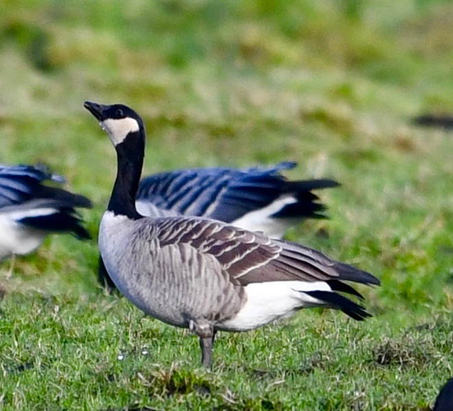 Richardson's Cackling Goose