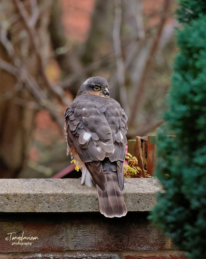 Sparrowhawk