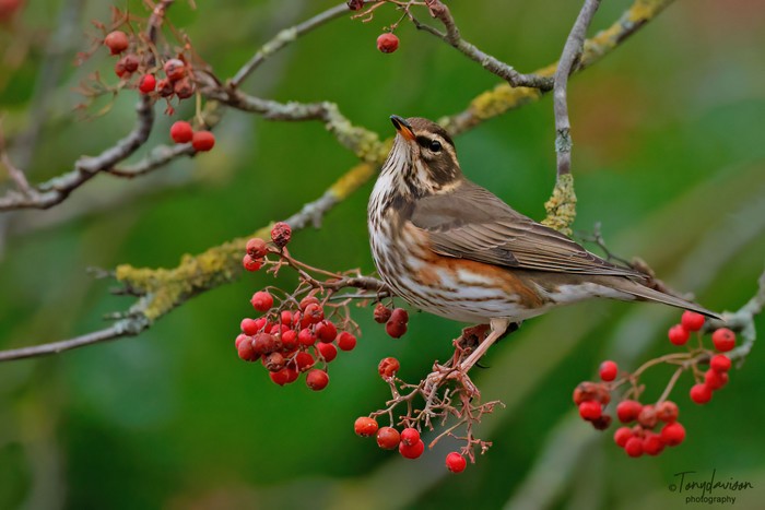 Redwing