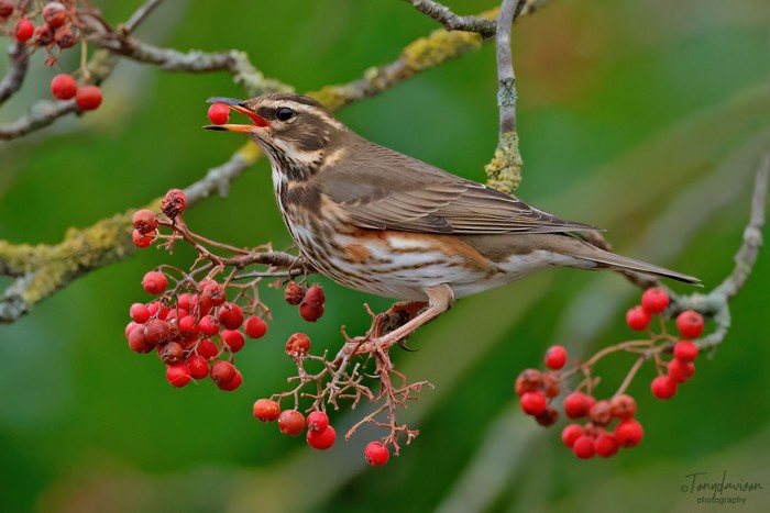 Redwing
