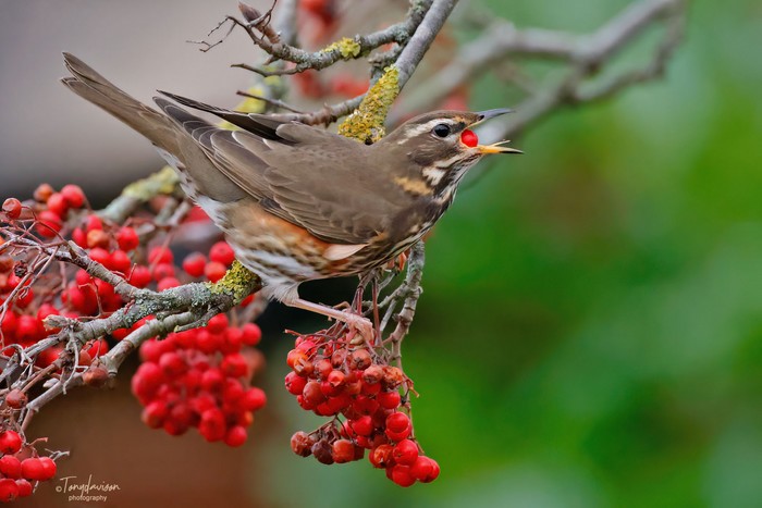 Redwing