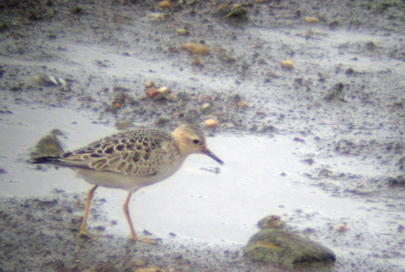 Buff-breasted Sandpiper