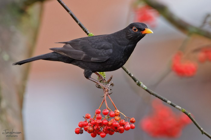 Blackbird