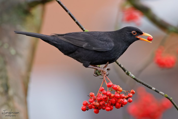 Blackbird
