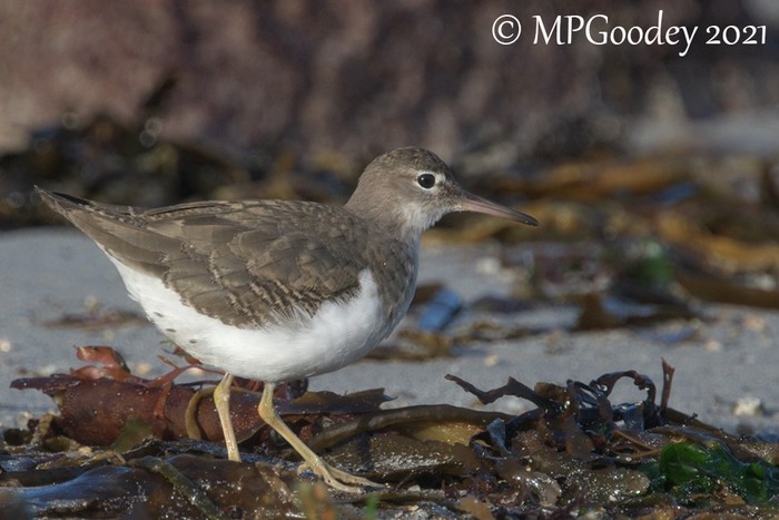 Spotted Sandpiper