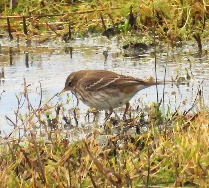 Water Pipit