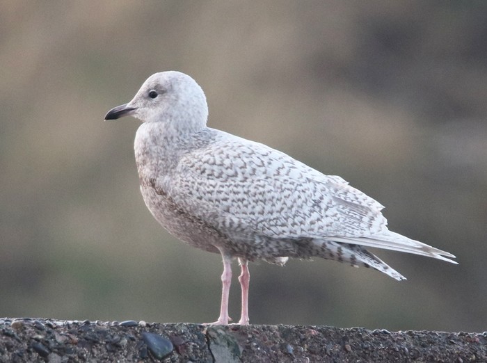 Iceland Gull