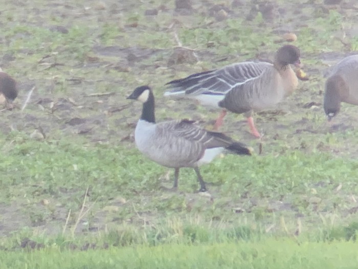Richardson's Cackling Goose