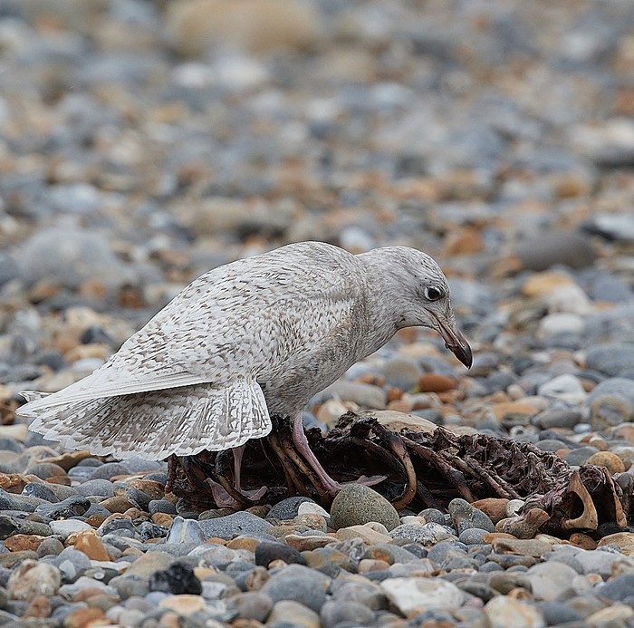 Iceland Gull