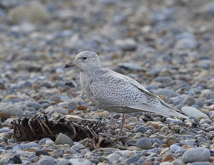 Iceland Gull