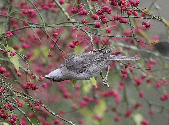Barred Warbler