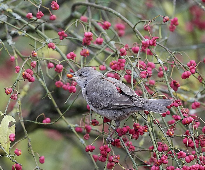 Barred Warbler
