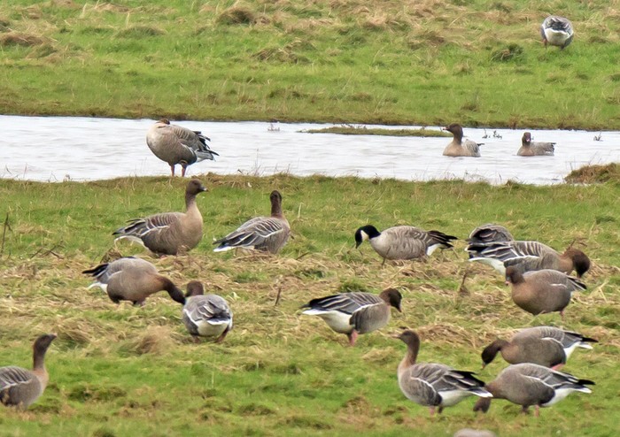 Richardson's Cackling Goose