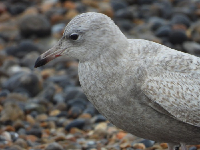 Iceland Gull