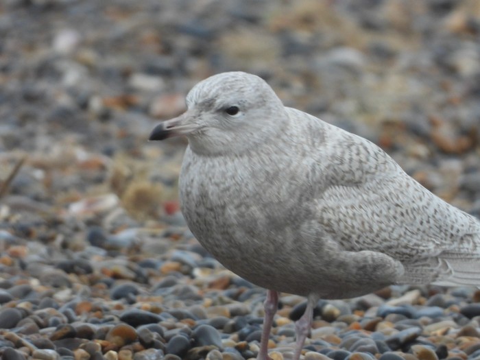 Iceland Gull