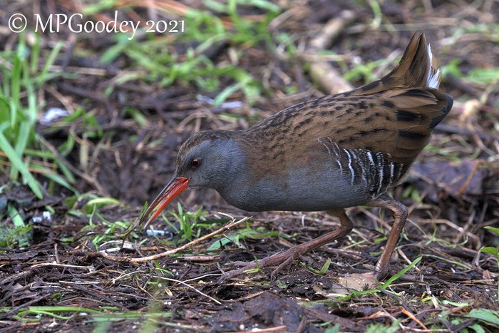Water Rail