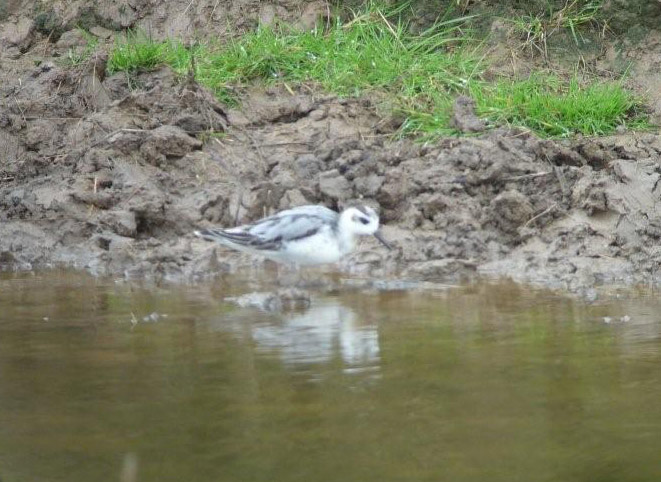 Grey Phalarope