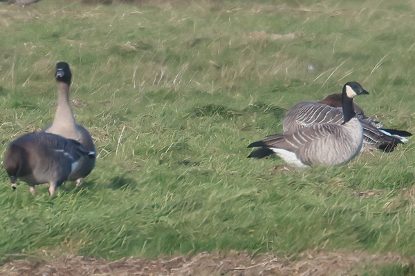 Richardson's Cackling Goose
