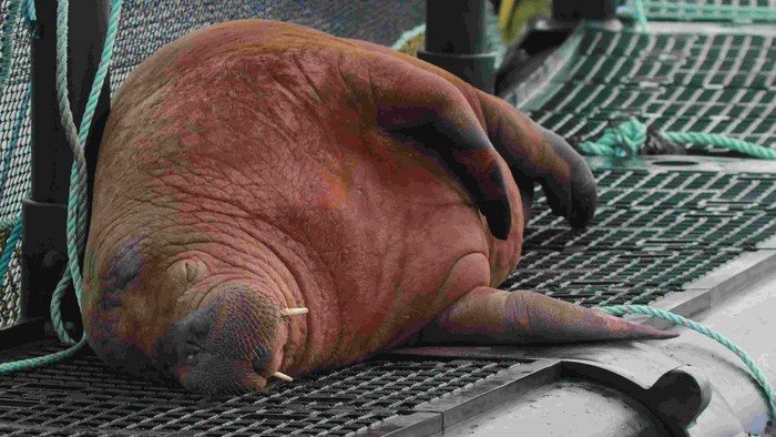 Walrus 