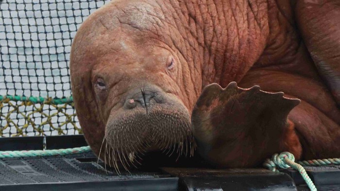 Walrus 