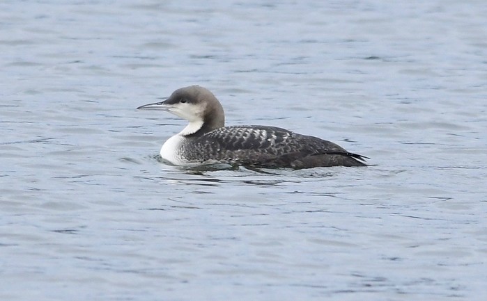 Pacific Diver