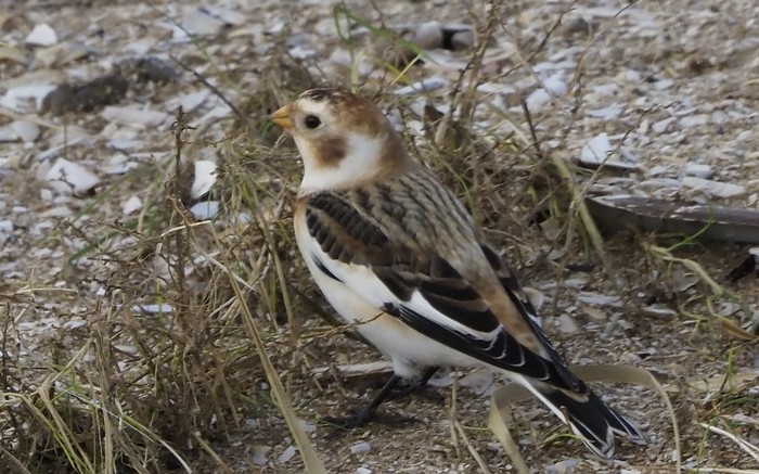 Snow Bunting