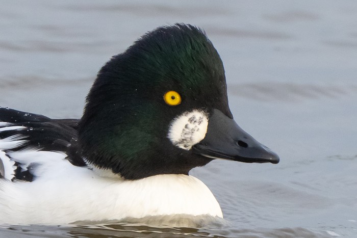 Goldeneye