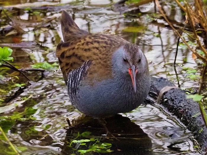 Water Rail